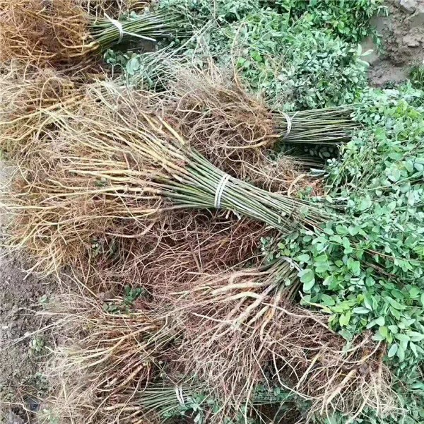 优质紫穗槐