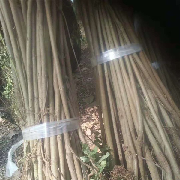 优质紫穗槐