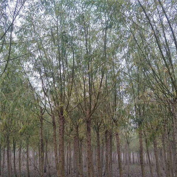 柳树