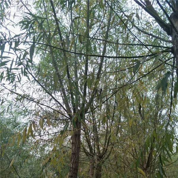 柳树