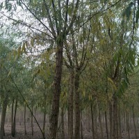 柳树