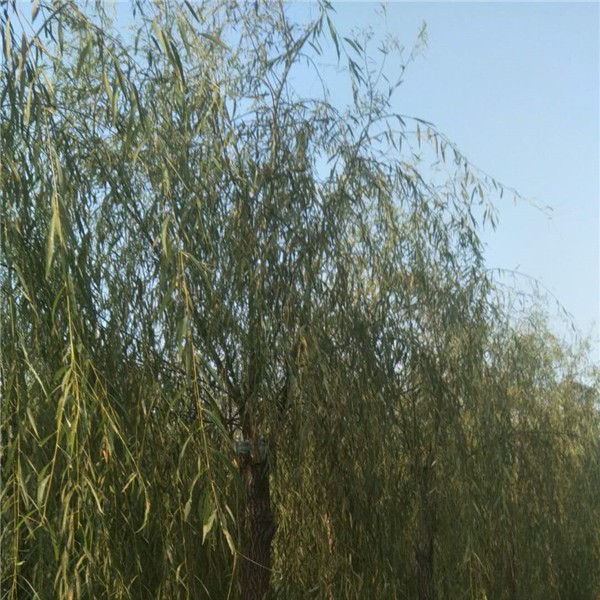 柳树