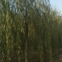 柳树