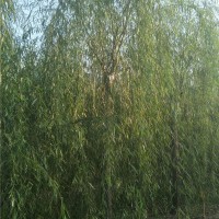 柳树