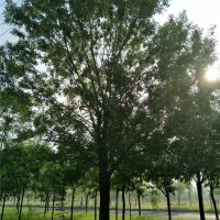 9-25公分白蜡