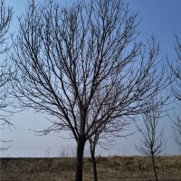 9-25公分白蜡