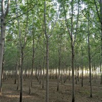 4-8公分白蜡