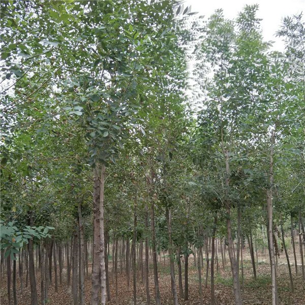 4-8公分白蜡