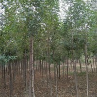4-8公分白蜡