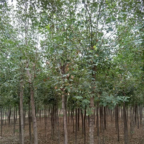4-8公分白蜡