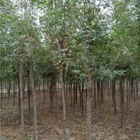 4-8公分白蜡