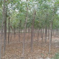 4-8公分白蜡