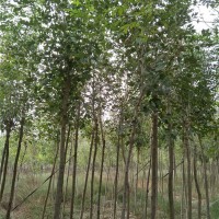 4-8公分白蜡