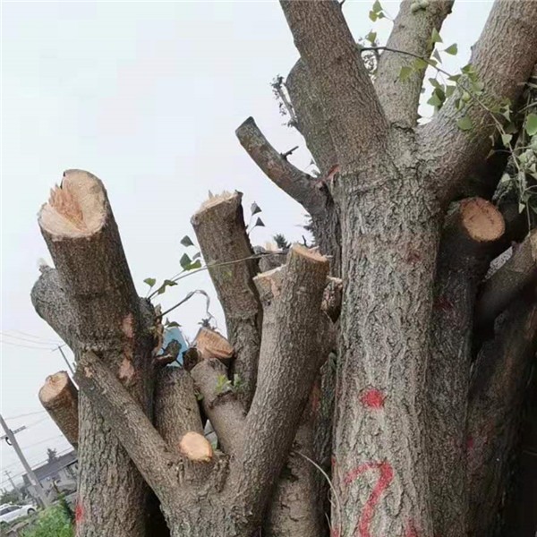 银杏占地树
