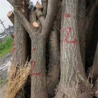 银杏占地树