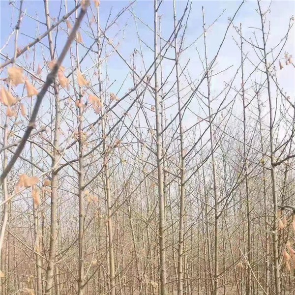 银杏树