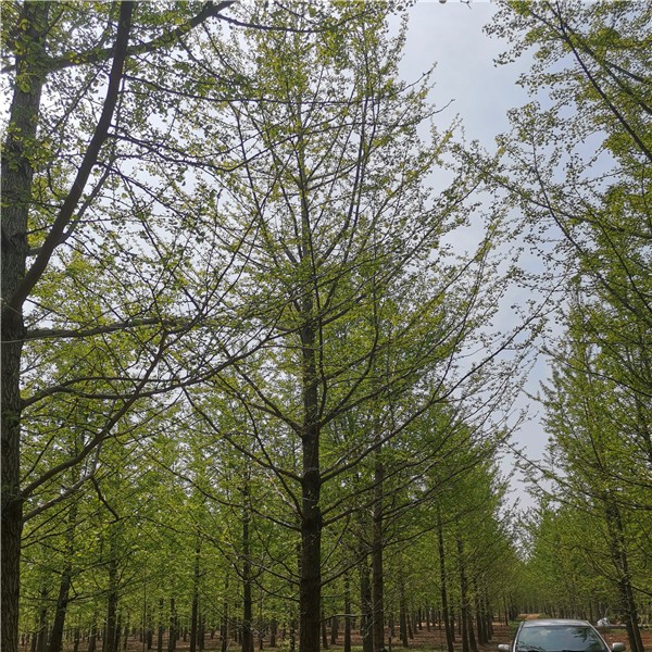 银杏树