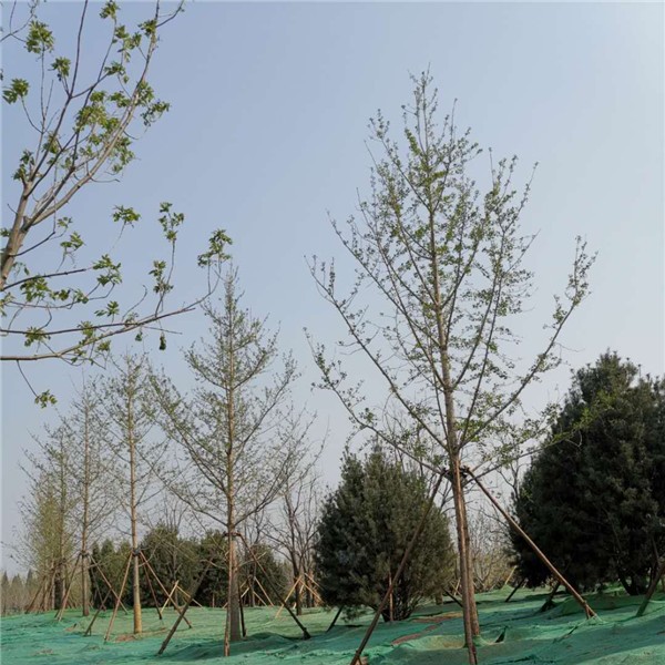 银杏树