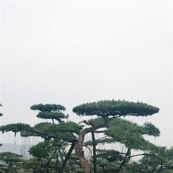 造型松