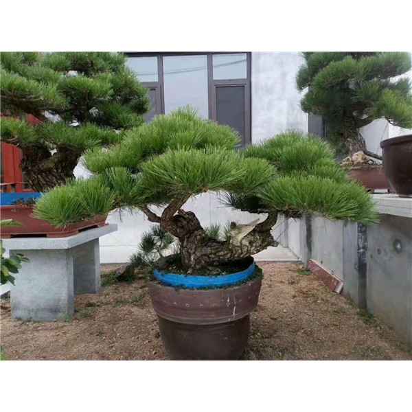 盆景松
