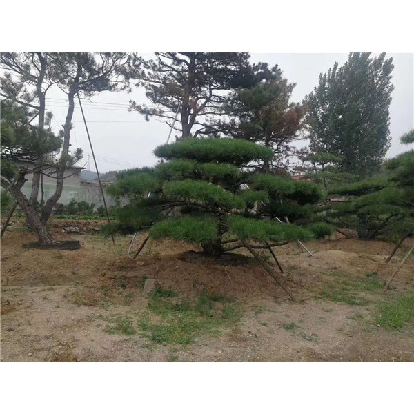 盆景松