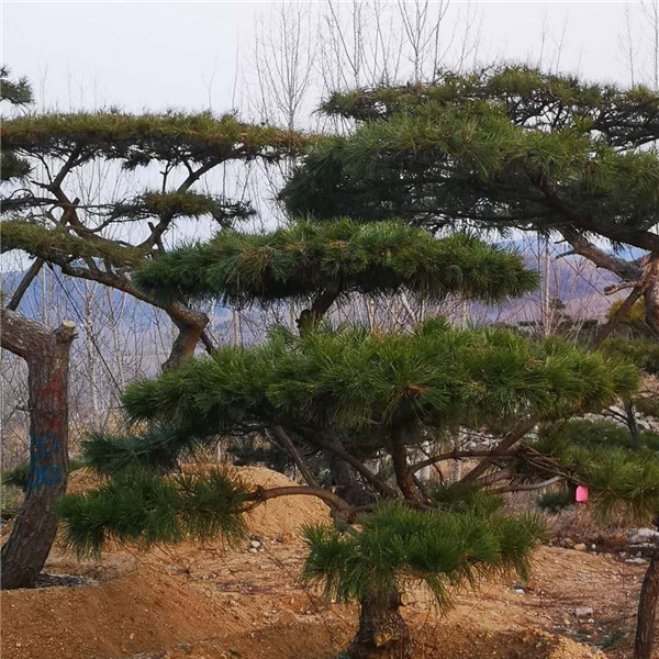 造型黑松