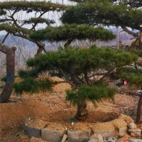 造型黑松