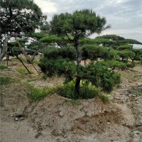 造型黑松