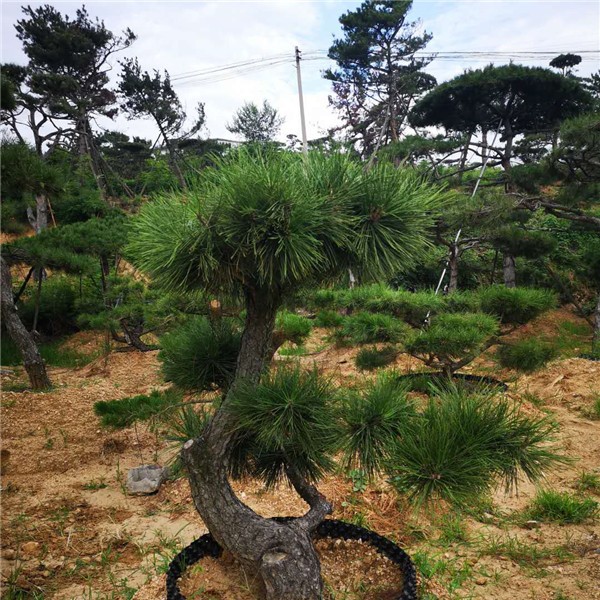 造型黑松