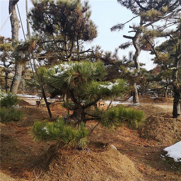 黑松