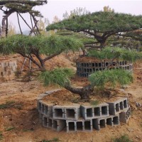 黑松