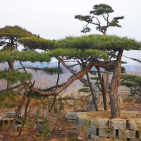古松