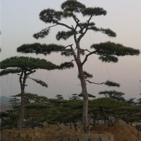 古松