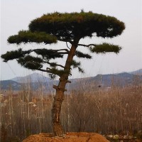 古松