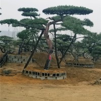 古松
