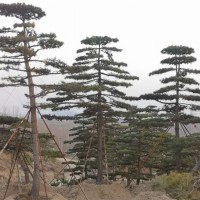 造型松