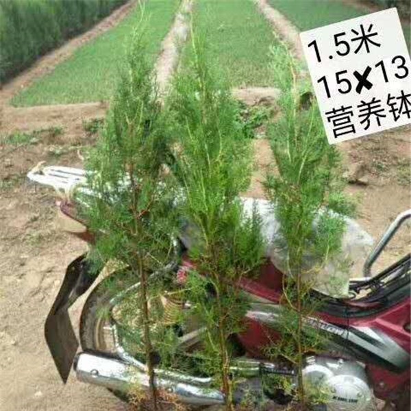 侧柏