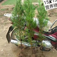 侧柏