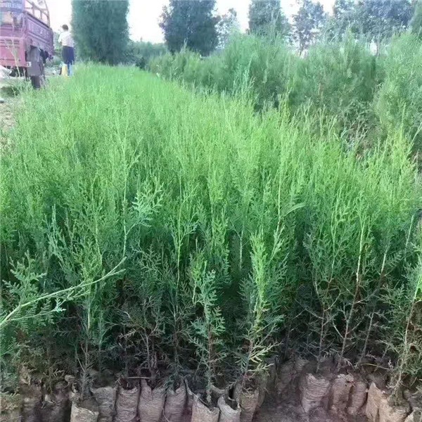 侧柏
