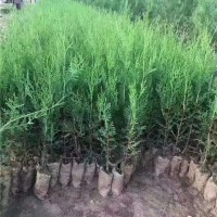 侧柏