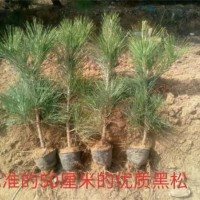 黑松