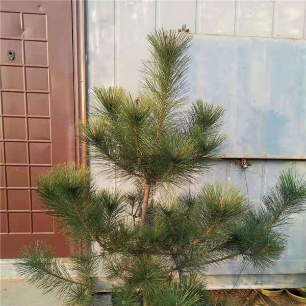 黑松
