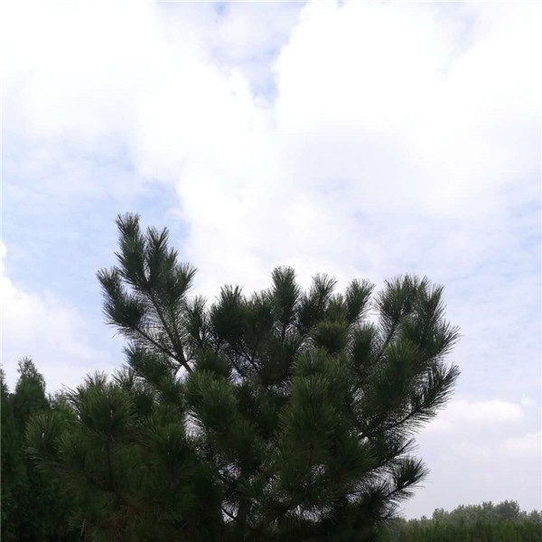 黑松