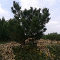 黑松