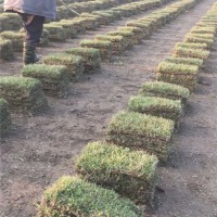 中华结缕草