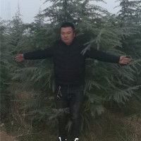 雪松