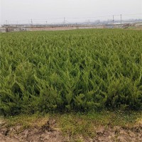 40-70公分的龙柏