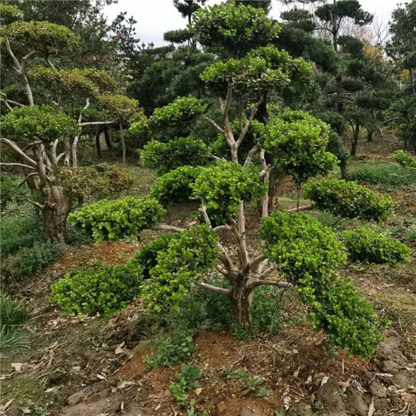 造型瓜子黄杨