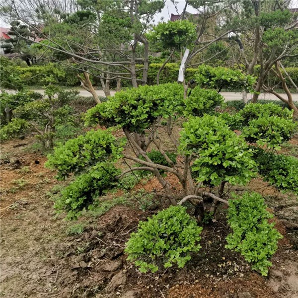 造型瓜子黄杨