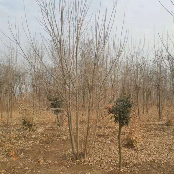 丛生白蜡